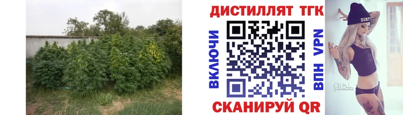 mega как зайти  магазин    Учалы  Дистиллят ТГК концентрат 
